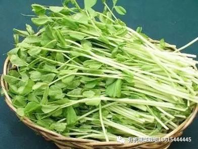 室内种芽苗菜图片,在家可以种的芽苗菜