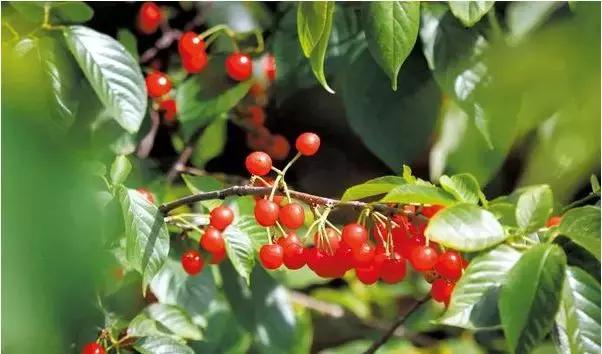 洛阳向全球推介,洛阳向世界发出邀请