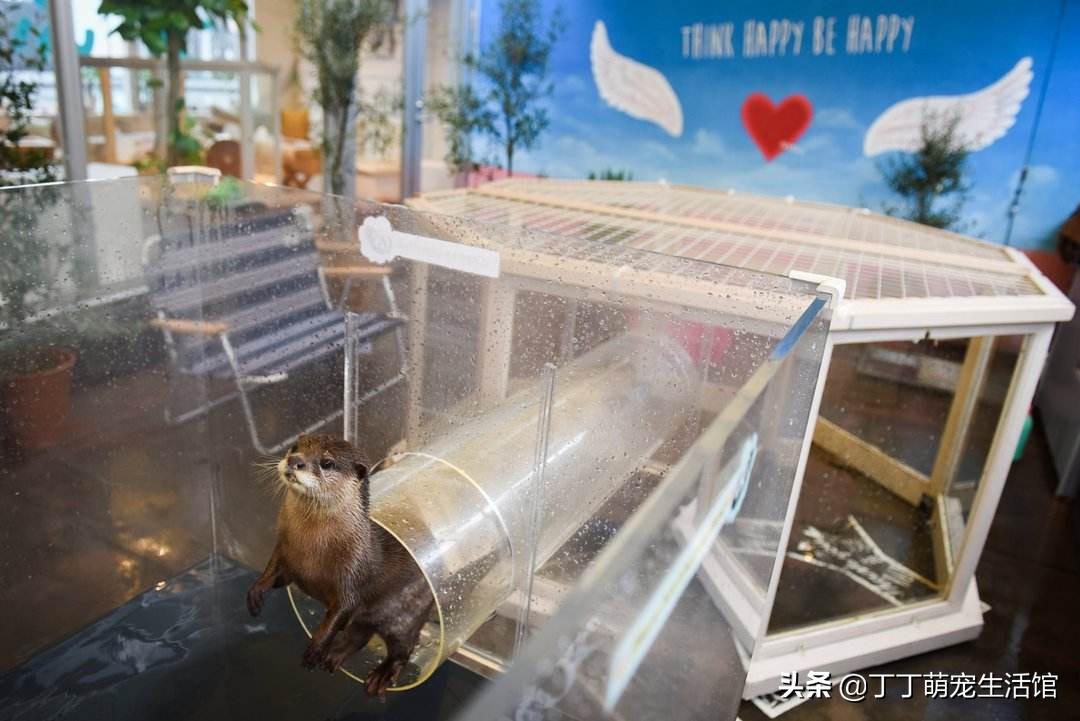 水獭可以当宠物,水獭可以当宠物貂吗