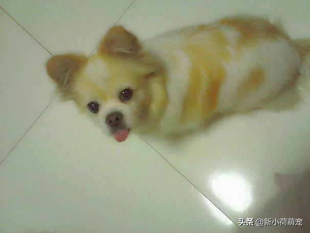 狗狗呕吐白色粘液是急性肠胃炎吗,狗狗吐黄水就是胰腺炎吗