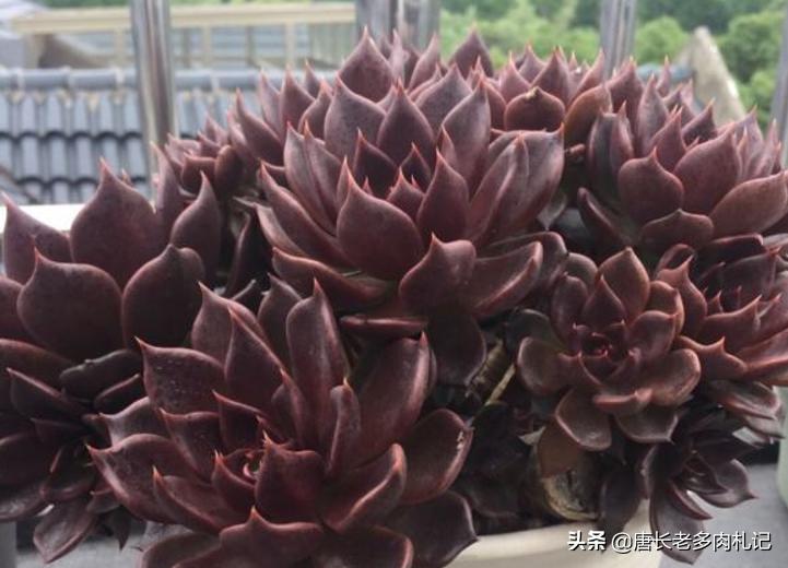 多肉黑王子哪个品种好,多肉黑王子该怎么养呢