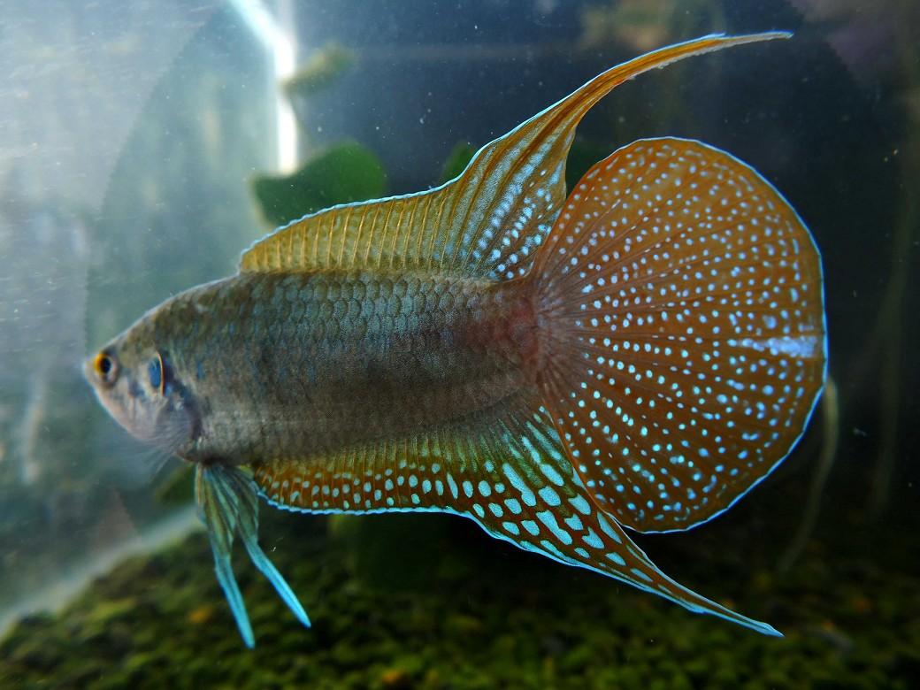 中国斗鱼应该怎么养出状态,中国斗鱼怎么养才漂亮视频