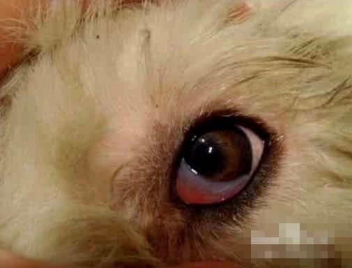 狗狗感冒了怎么办又不吃东西,狗狗感冒怎么办不用药