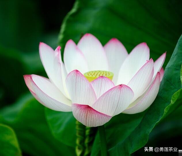 古今贤文劝学篇朗读,古今贤文增广贤文全文解读