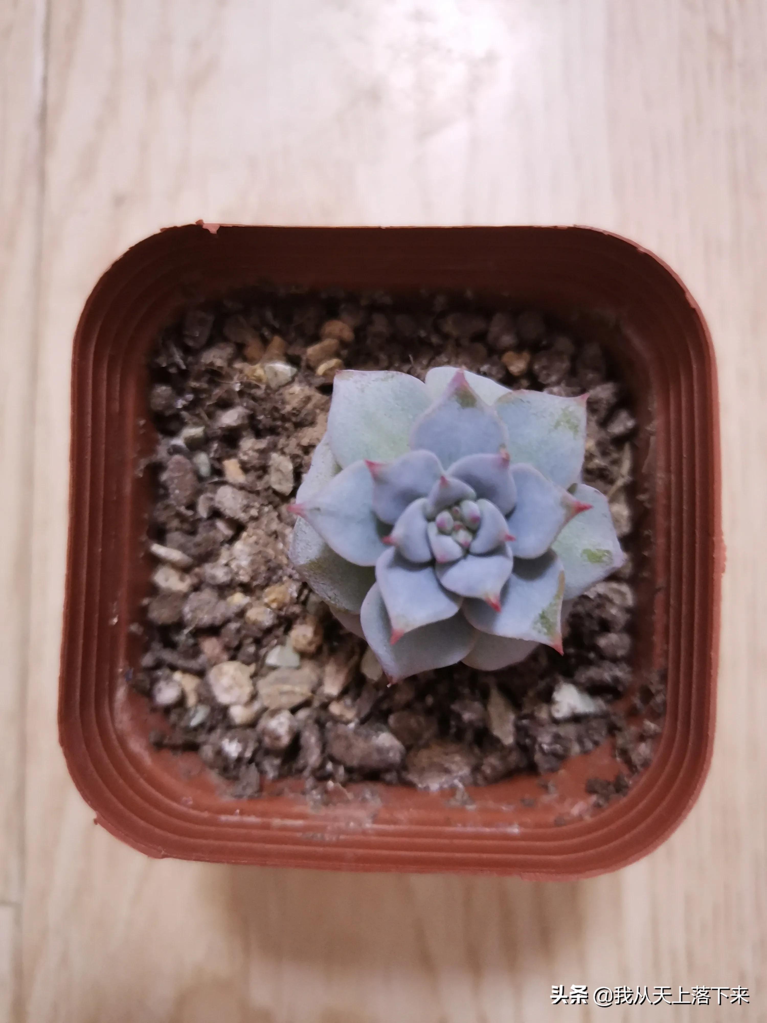 89种常见多肉植物品种图，实物拍摄，还不认识的小伙伴赶紧收藏好