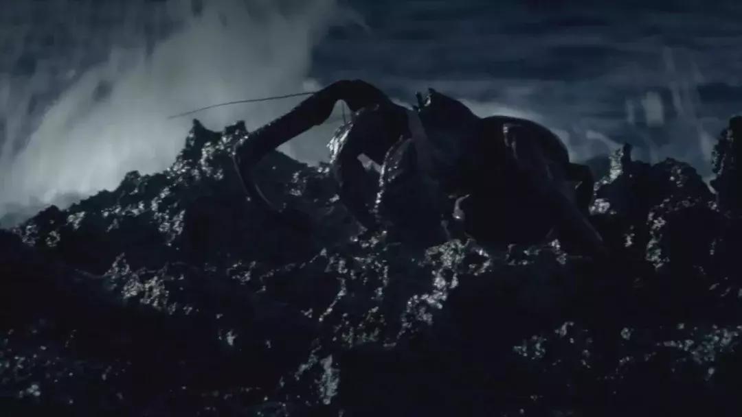 椰子和螃蟹能一起吃吗,传说中的椰子蟹剥开后全是蟹肉