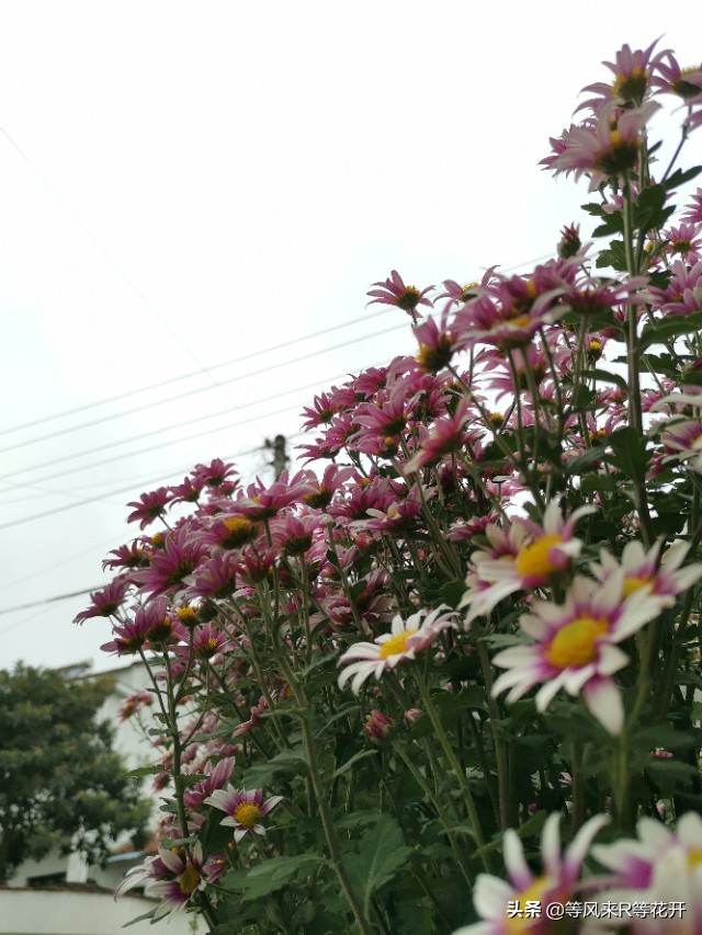 来自“神苗”的问候，记我与宿迁苗的相爱相杀—菊花