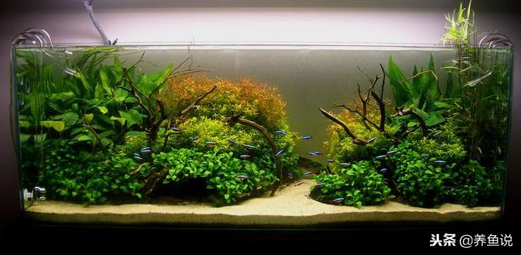 造景鱼缸最适合养的植物,鱼缸造景都适合什么鱼