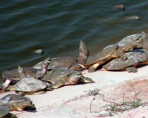 最赚钱的养殖甲鱼火爆,致富经养甲鱼年赚千万