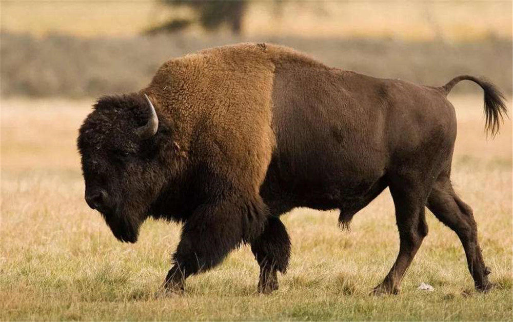 美洲野牛最大体重,美洲野牛巨大的体型