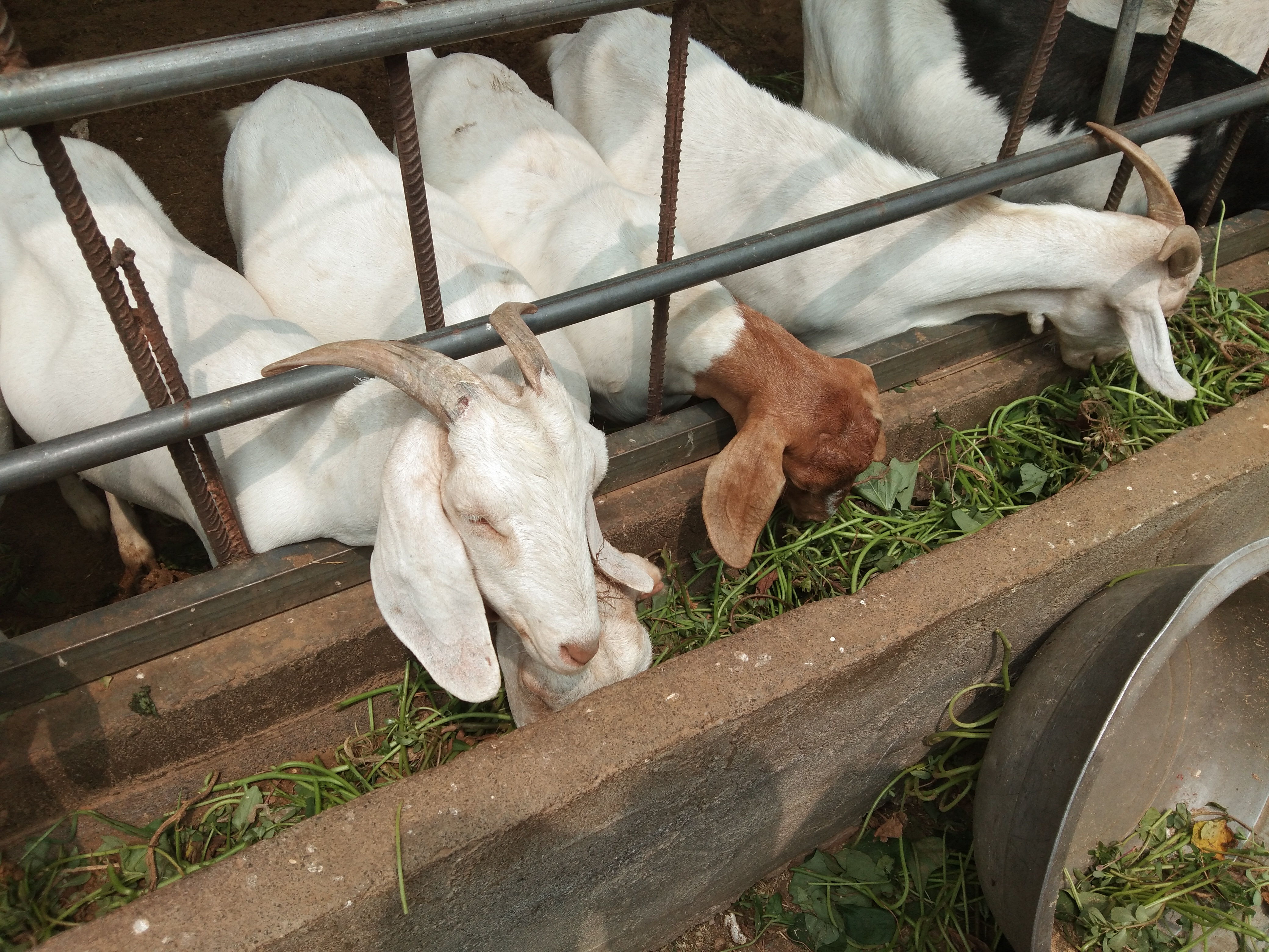 育肥羊喂豆腐渣的好处,豆腐渣喂羊的正确吃法