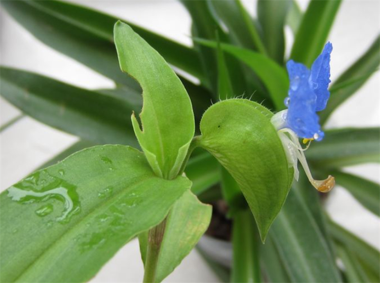 去除甲醛的植物除了绿萝还有什么,室内吸甲醛净化空气的植物大全