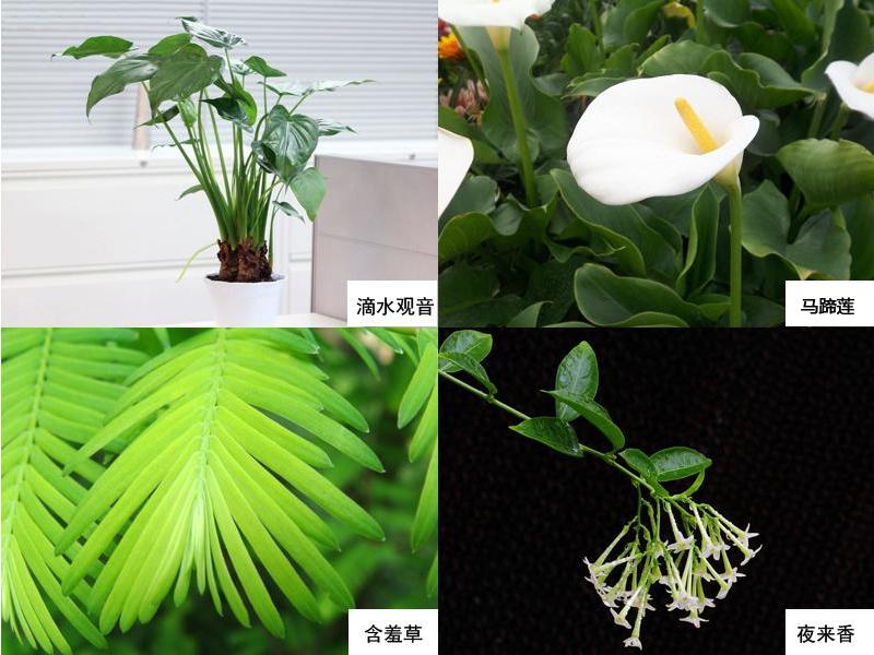 哪些绿植适合放在室内净化空气,空气净化器和绿植哪个净化效果好