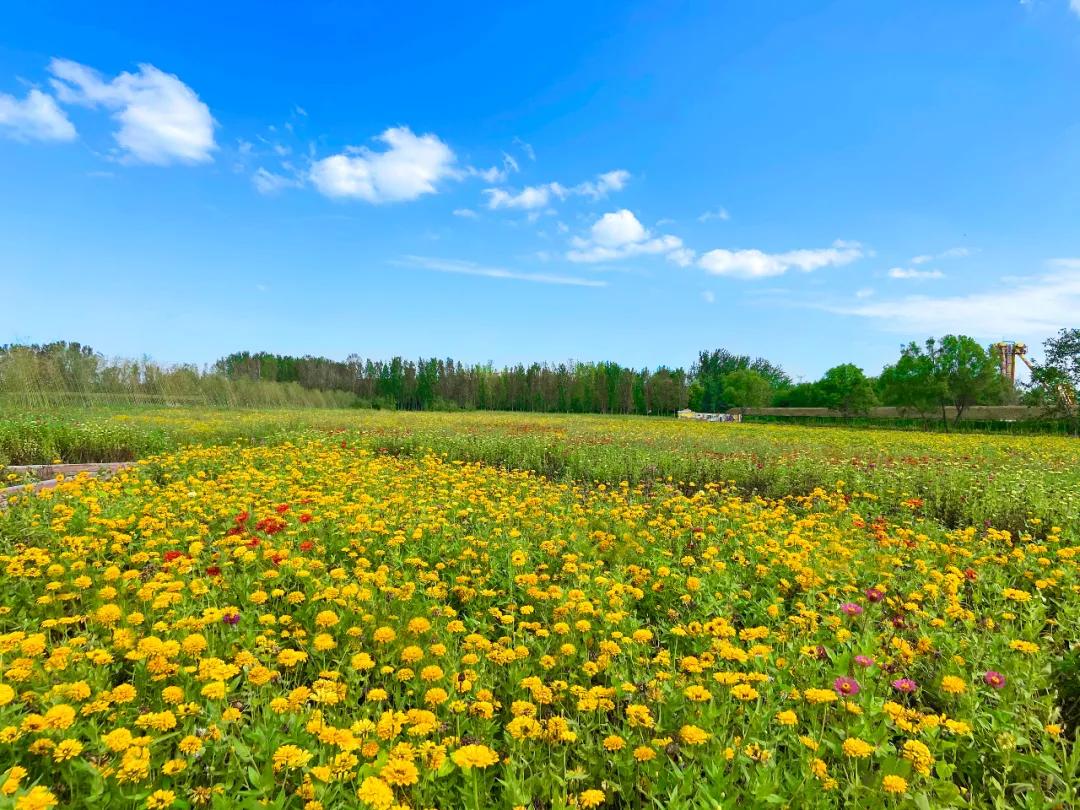 甘露花海最美打卡地点,花海风光打卡地