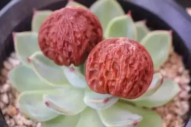 起包浆的方法最简单的,顶级包浆步骤