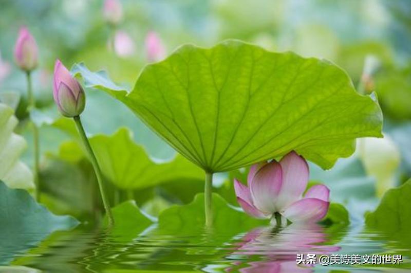 李白出水芙蓉,清水出芙蓉李白写的