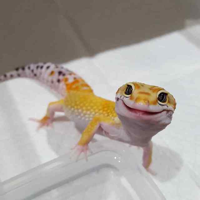 小朋友养了一个超级小的豹纹守宫,饲养可爱又呆萌傻傻的豹纹守宫