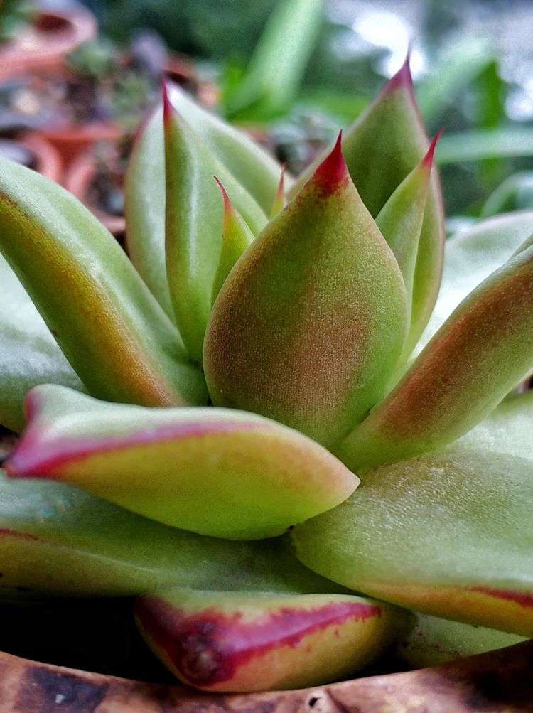 记录多肉长大的全过程,记录所有多肉成长过程