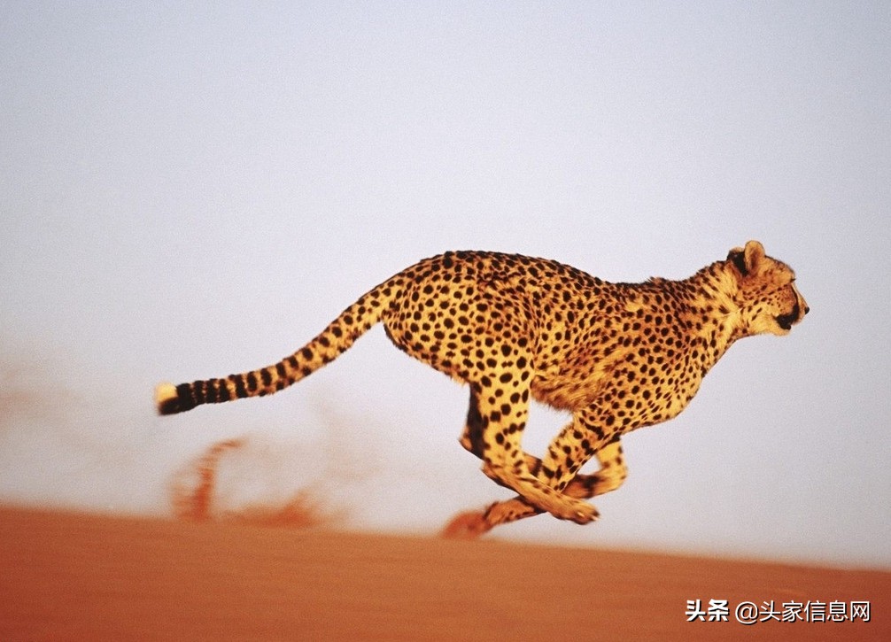 毕设开题答辩ppt,毕设答辩ppt重要吗