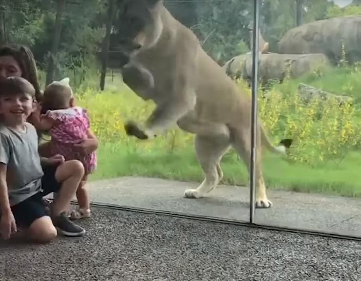 狮子为了救孩子从动物园跑出来,动物园狮子隔着玻璃扑人