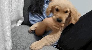 狗狗咬人怎么办,狗狗咬人怎么处理最好