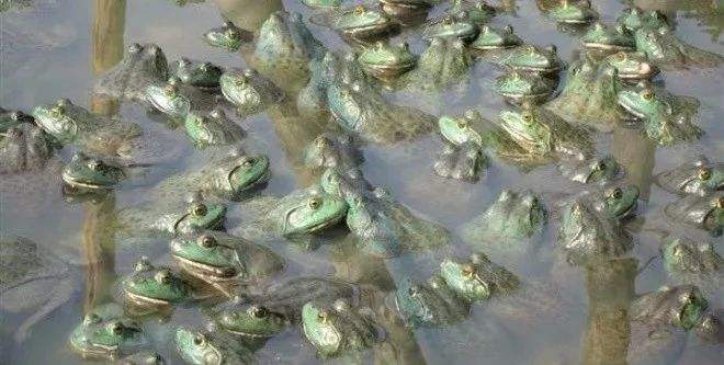 牛蛙养殖过程生病吃什么药呢,牛蛙肠胃炎的最佳治疗方法