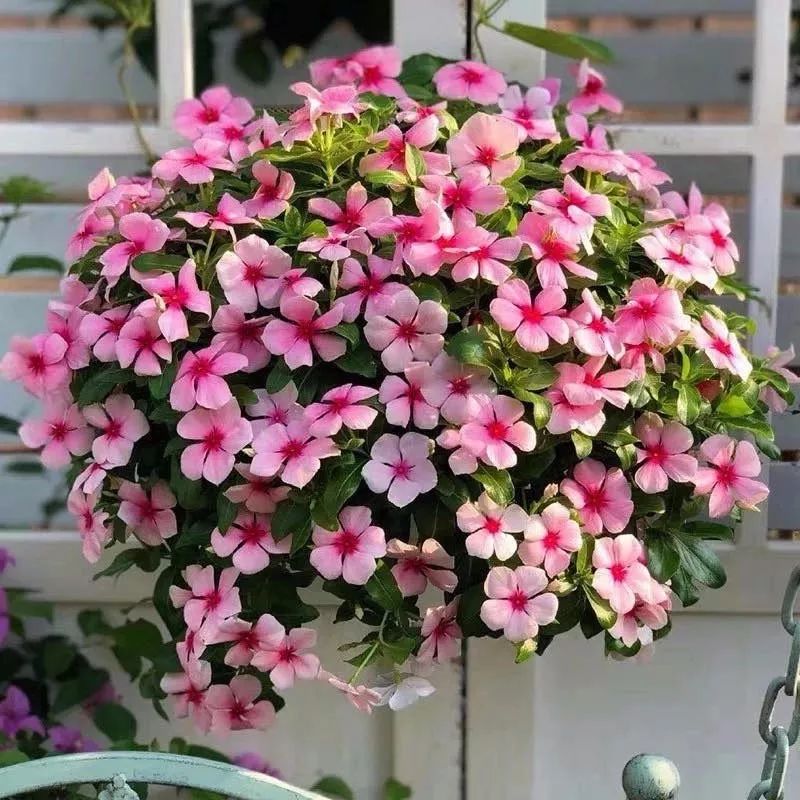 高级好看易养的花卉,最漂亮最迷人的大丽花图片