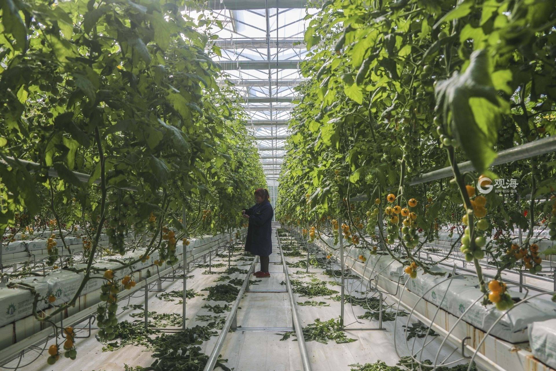 无土栽培有机无公害小番茄采摘园,无土栽培小番茄种植方法全过程