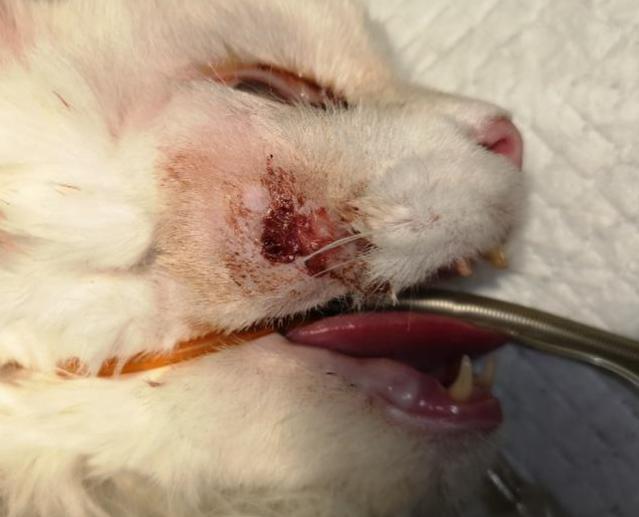 猫咪传染病科普,猫咪患了牙周炎怎么办