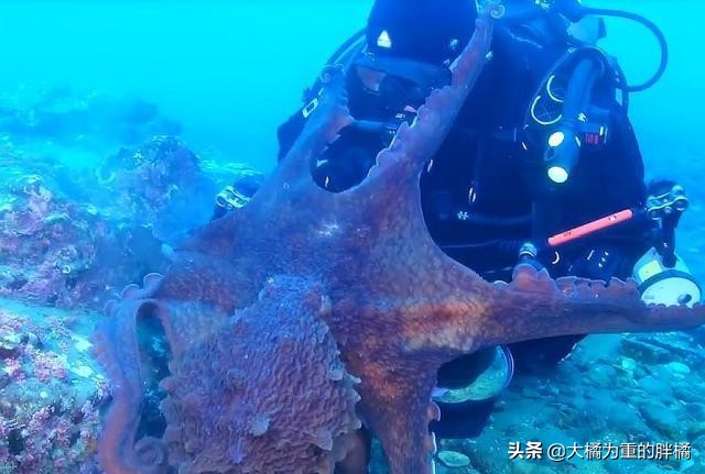 潜水员拍到章鱼视频,潜水员与巨型八爪鱼