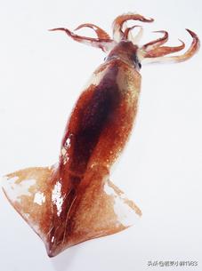 鱿鱼和墨鱼有什么区分呢,鱿鱼和墨鱼怎么样区分