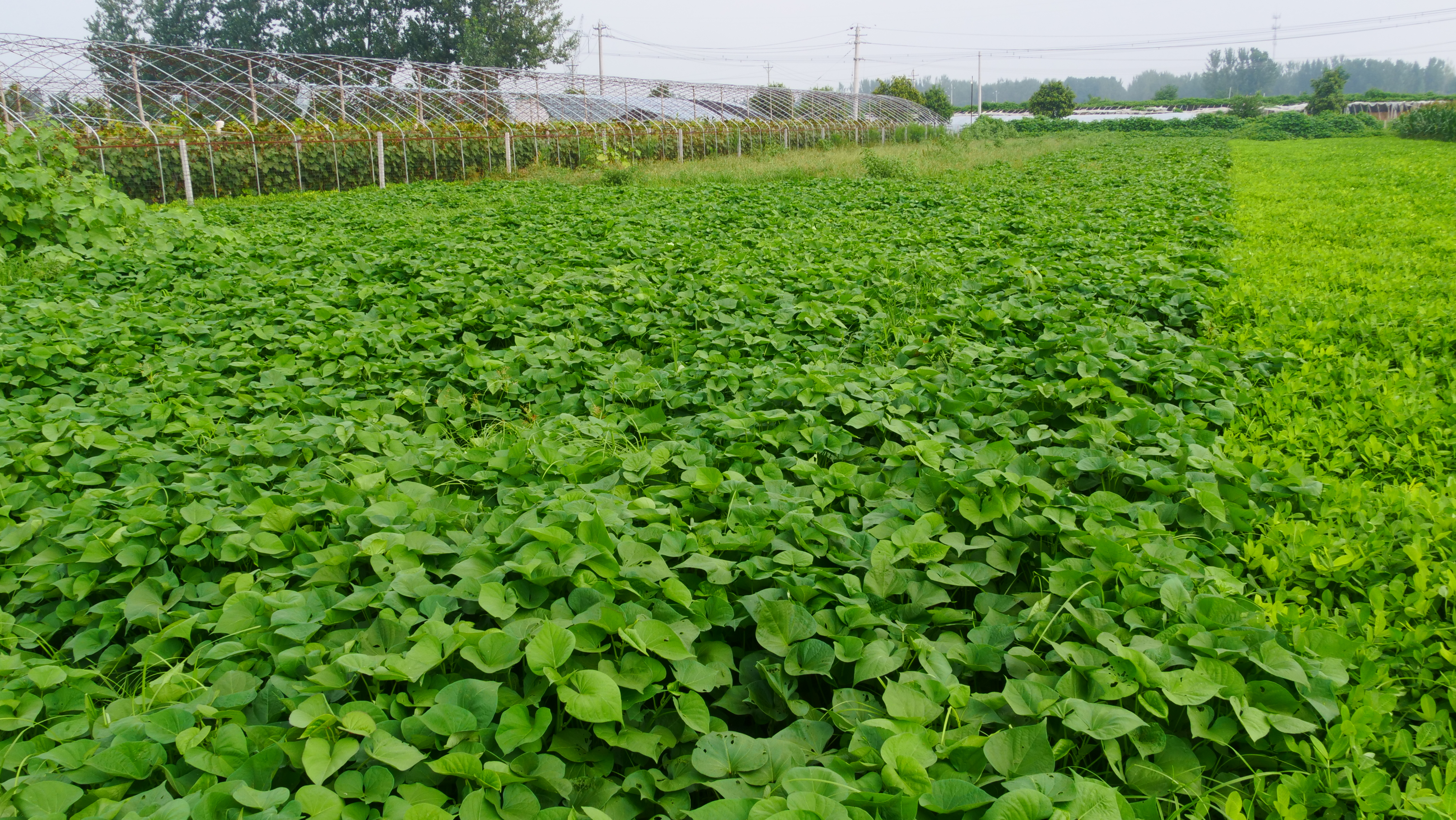 红薯高产不得病害,红薯高产要不要打蔓