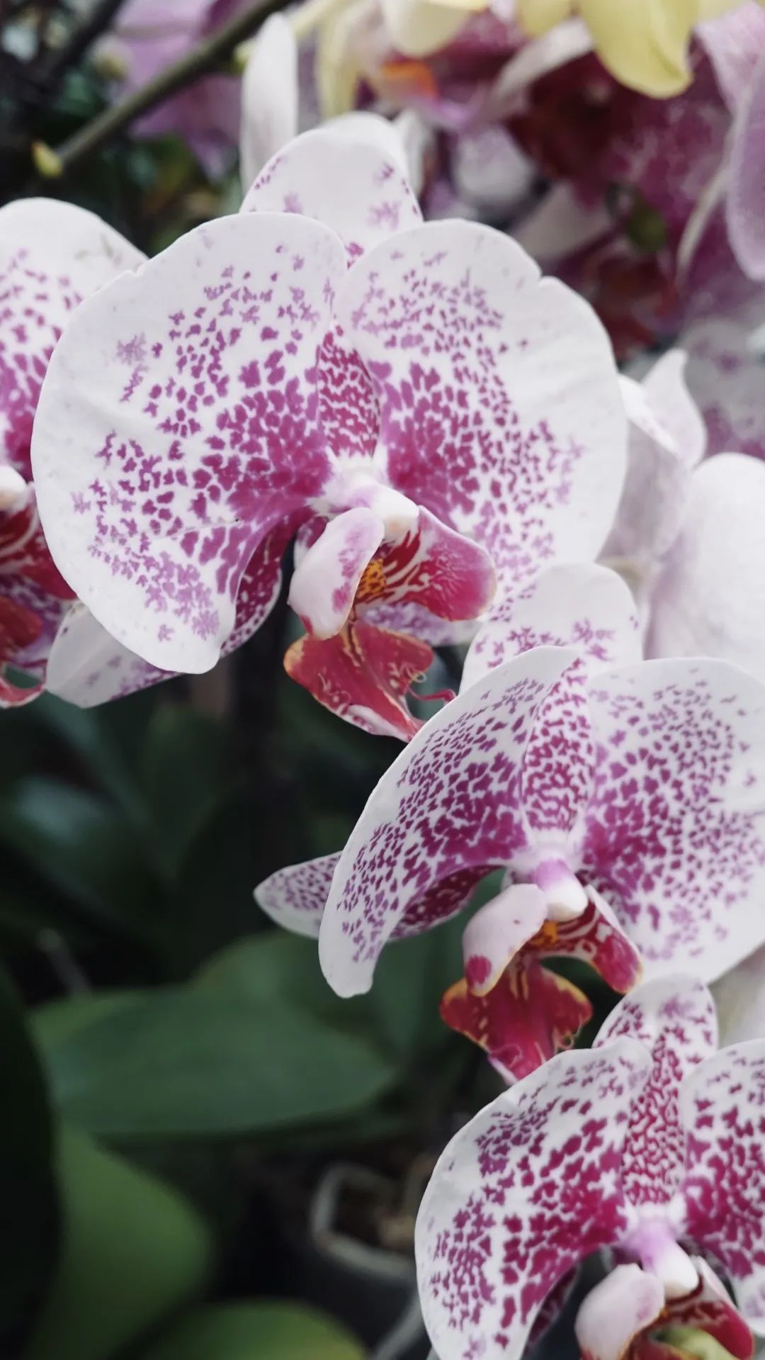 乌鲁木齐附近最便宜的花市,乌鲁木齐市花街在哪里