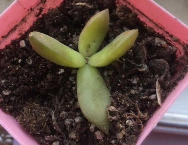 多肉如何养不褪色的方法,多肉养得褪色了怎么回事