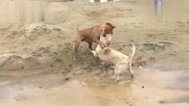 1筐鸡蛋换来的小土狗，敢与蛇拼命，老死在自家地里