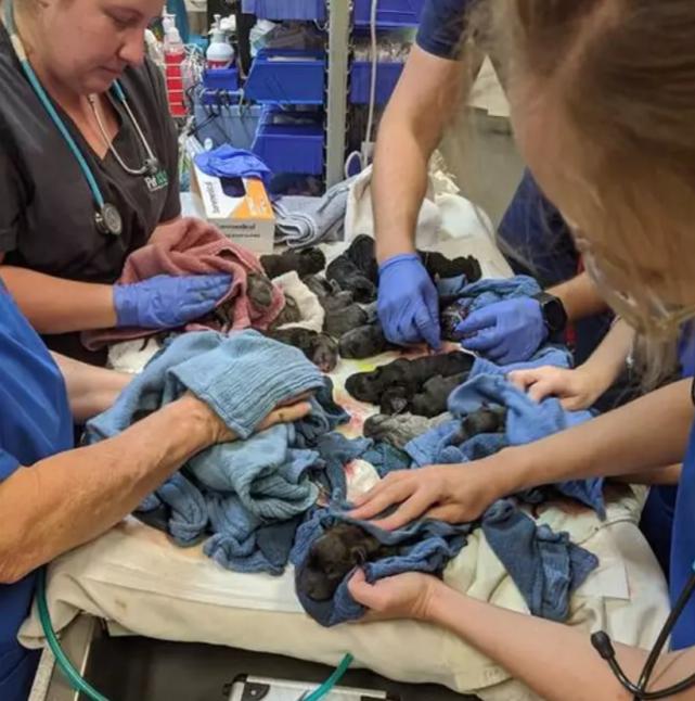 狗妈妈5天产下31只狗崽创世界纪录,世界狗狗生崽的吉尼斯纪录