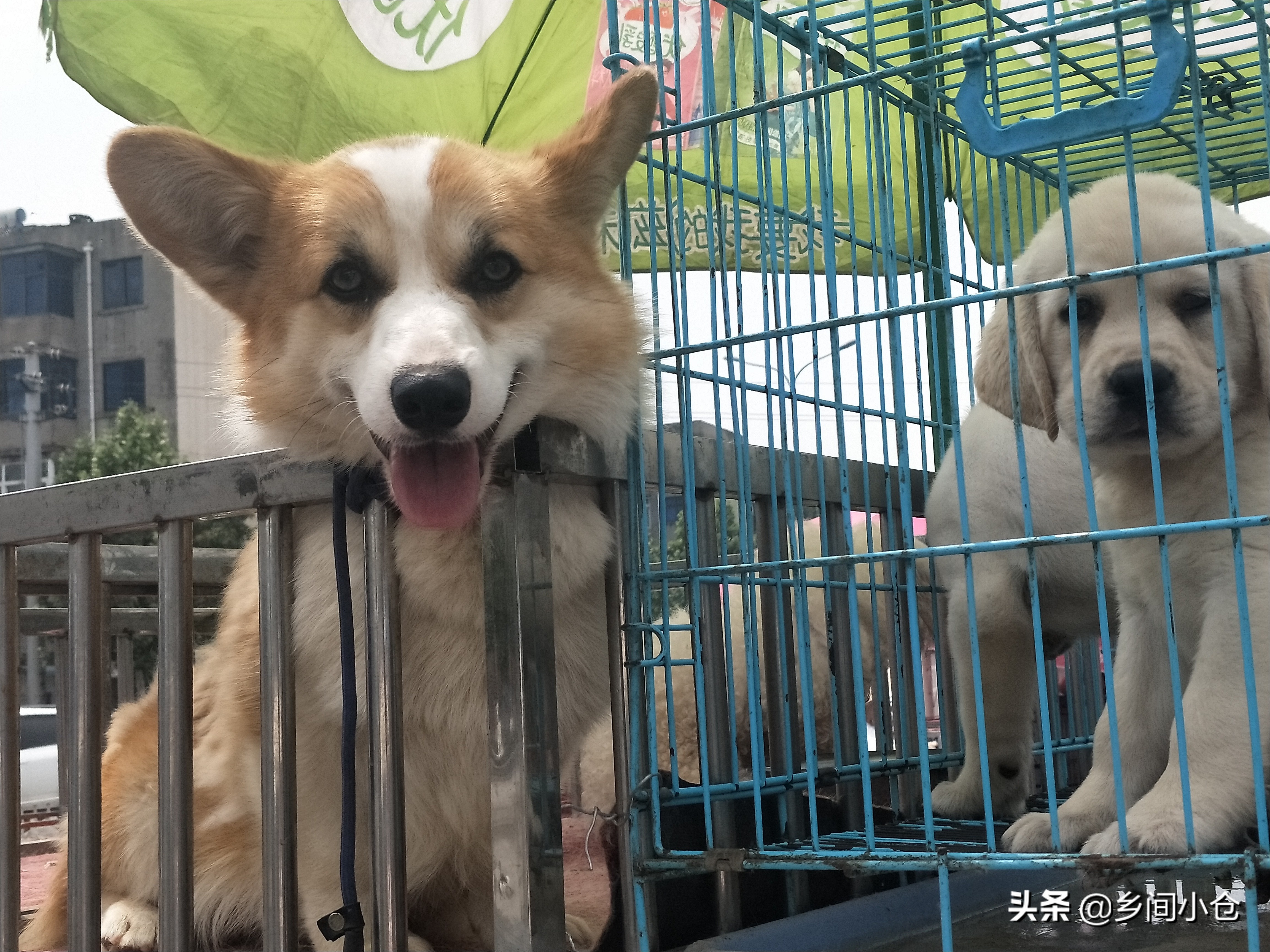 小妹子逛狗市遇到没见过的品种,大型狗市都有什么品种