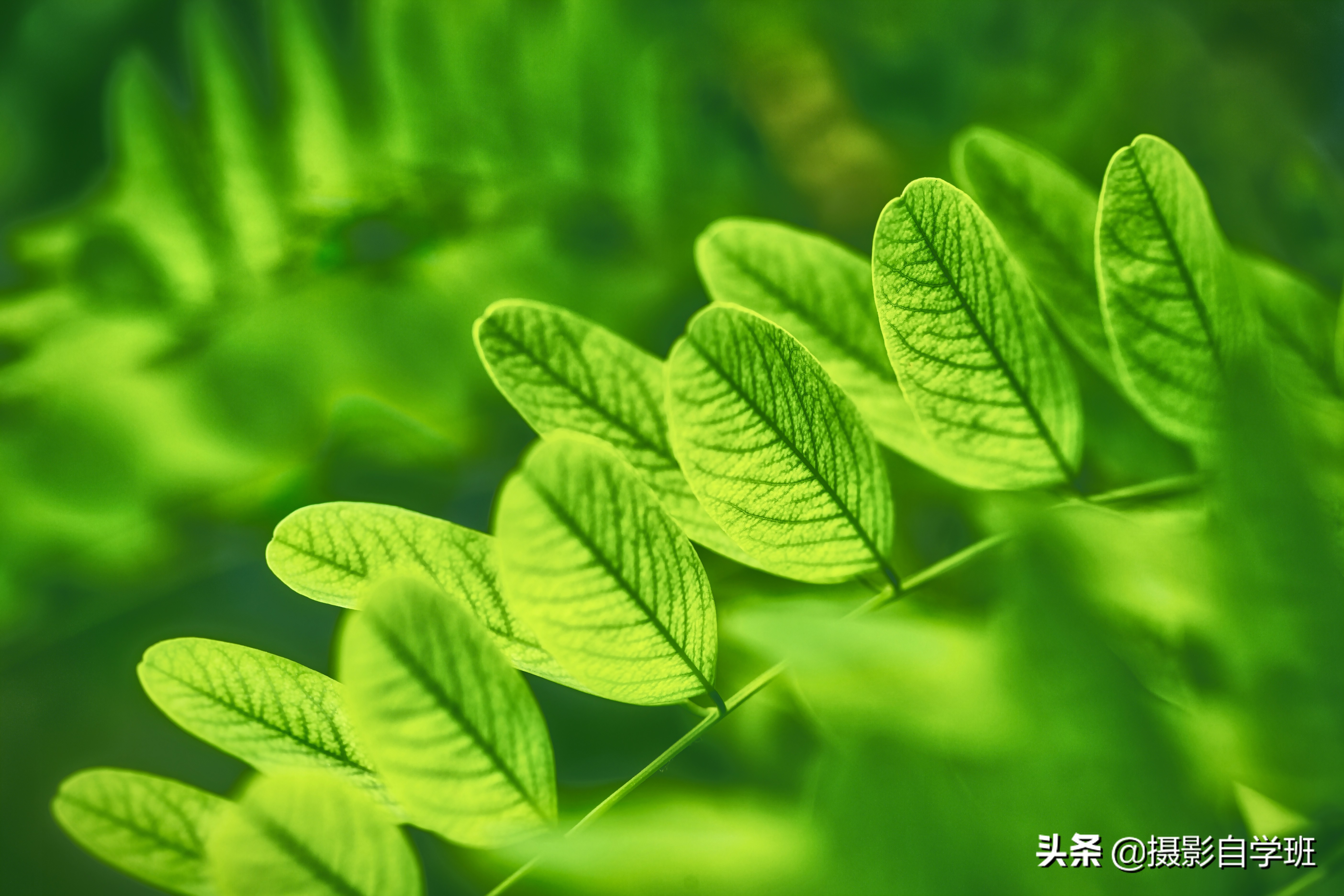 怎么拍出有质感的植物,如何拍出植物特别绿