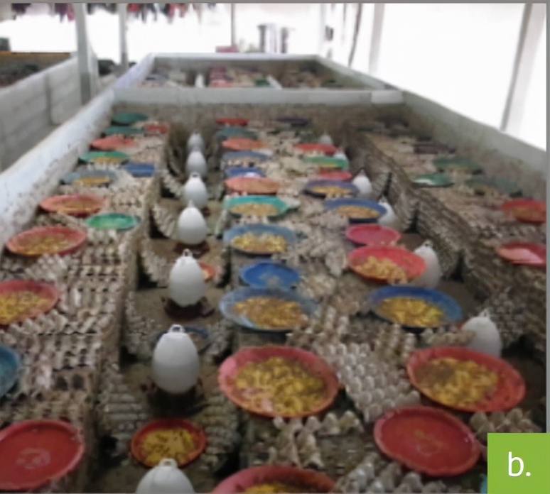 食用蟋蟀养殖赚钱吗农村,食用蟋蟀养殖