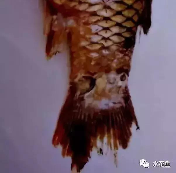 鱼类生病的表现,鱼类赤皮病