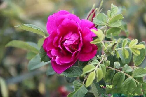 四季风玫瑰图,四季玫瑰造型树