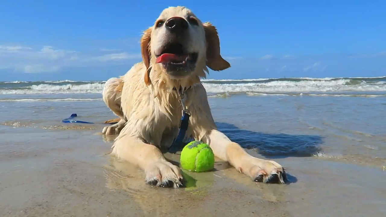 带狗狗出去海边旅游需要带什么,带狗狗去海边攻略