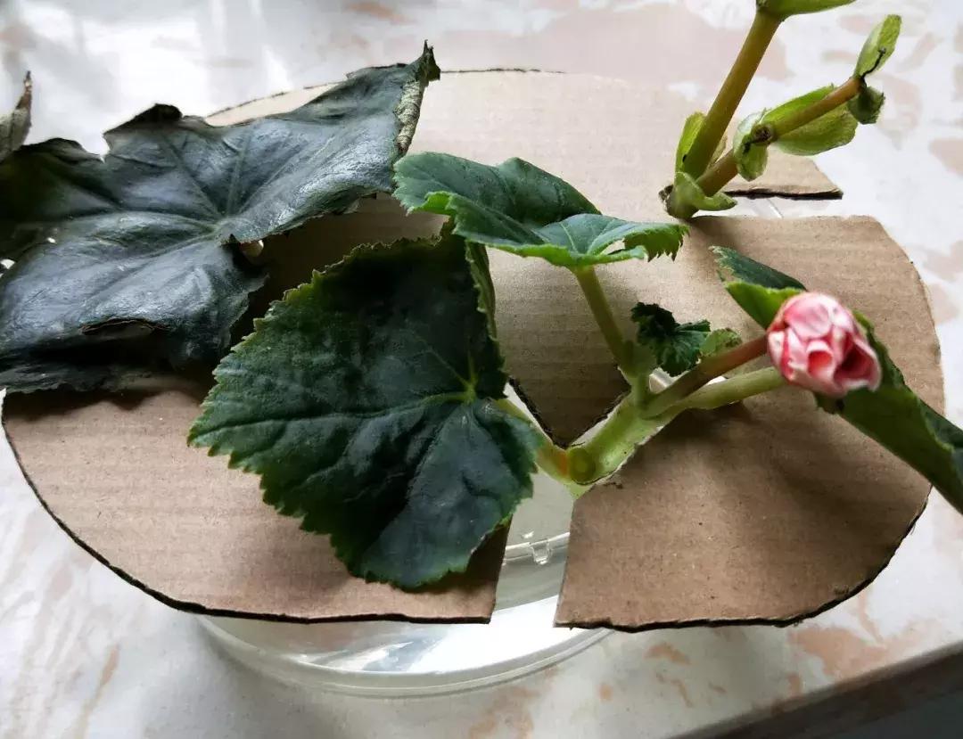 这6种花给点水就爆盆懒人必备,插枝最好养的四种花