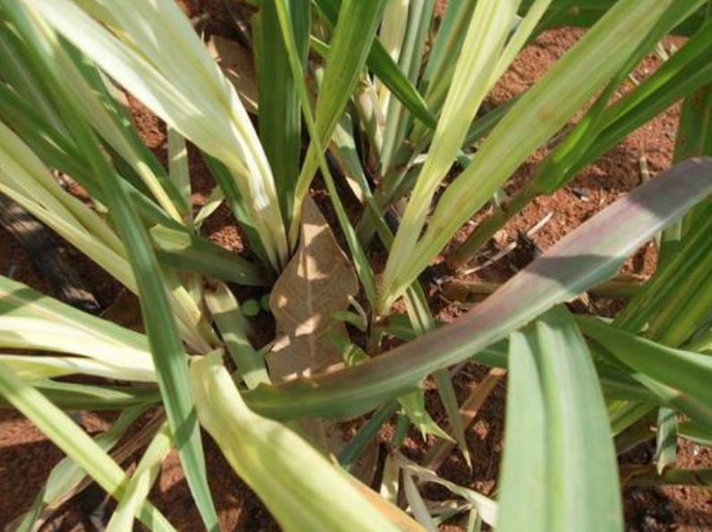 花草养不好怎么办,花草不好养是怎么回事