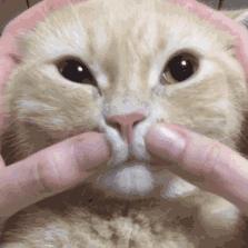 懒人最新逗猫技巧，让小猫玩的根本停不下来