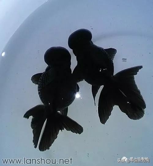 国宝级皇冠珍珠金鱼视频,皇冠珍珠金鱼视频