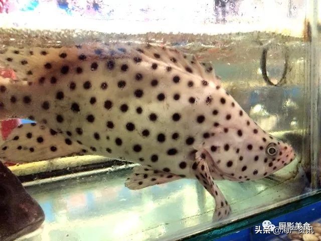 这些诱人的美食你吃过吗,世界上顶级海鲜大全你吃过几种