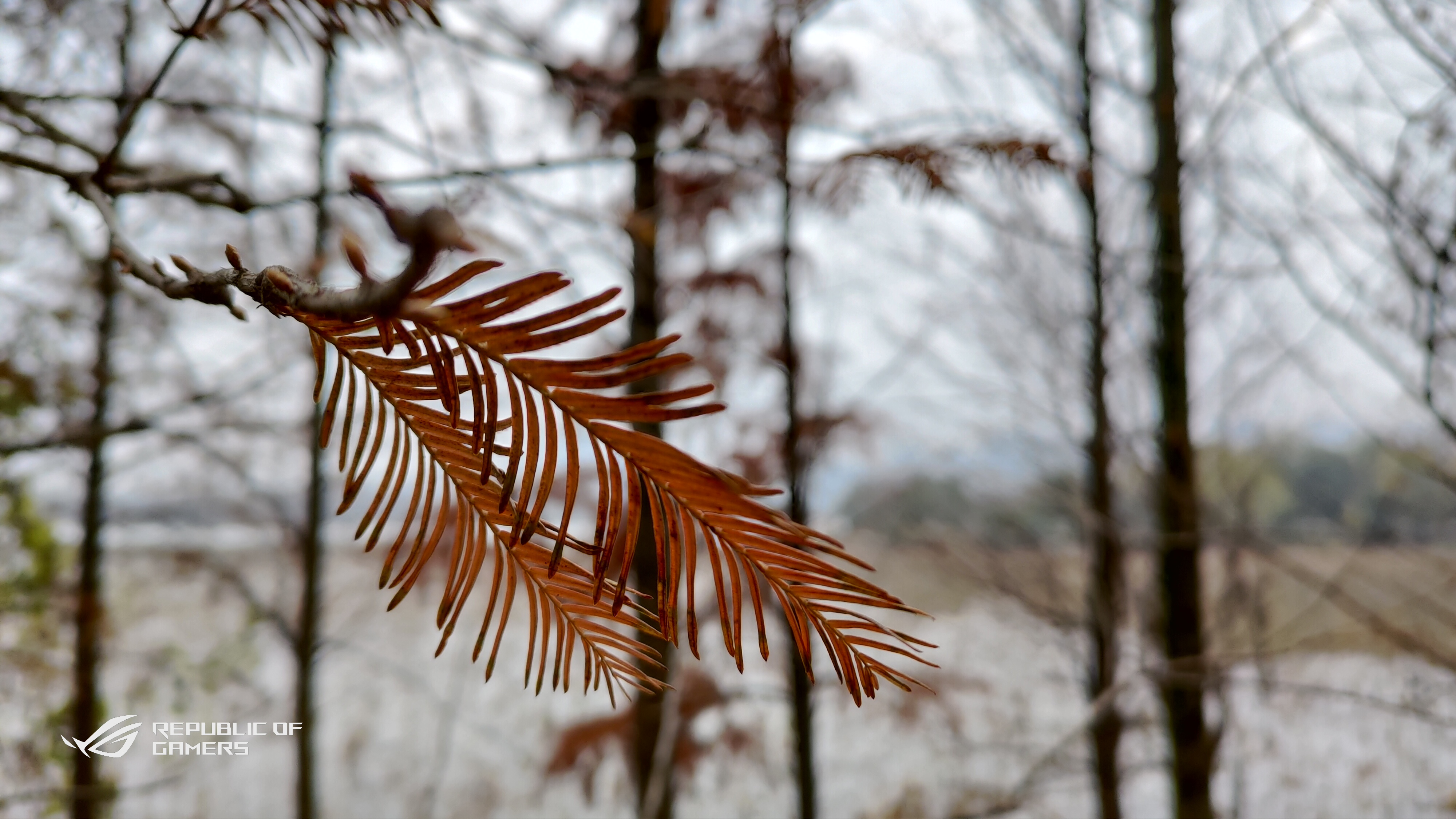华硕rog手机2代吃鸡黑科技,华硕rogstrixz370-hgaming