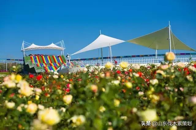 自驾游山东日照网红打卡旅游攻略,东夷花仙子美景