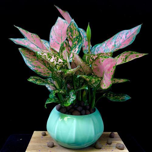 吉利红万年青有毒吗,万年青吉利红水培方法